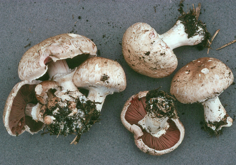 Agaricus bisporus