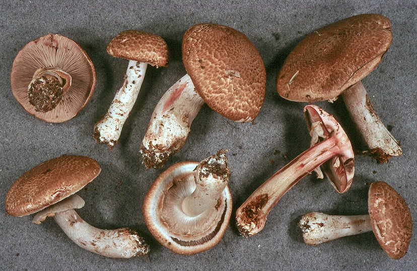 Agaricus sylvaticus