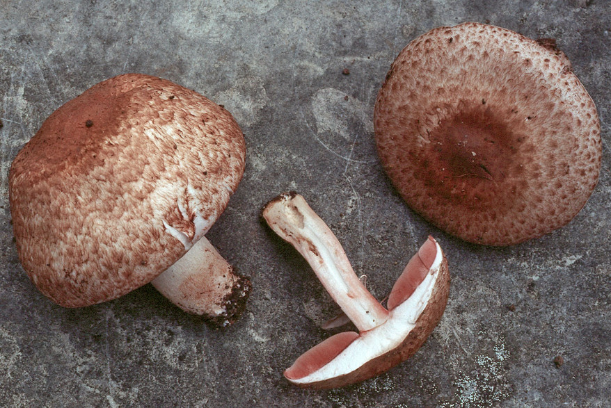 Agaricus fuscofibrillosus