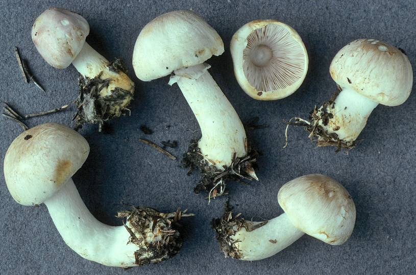 Agaricus semotus