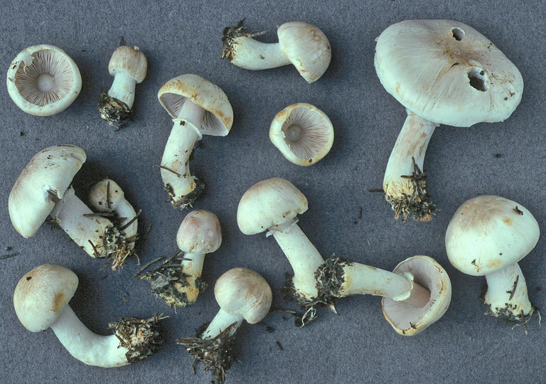 Agaricus semotus