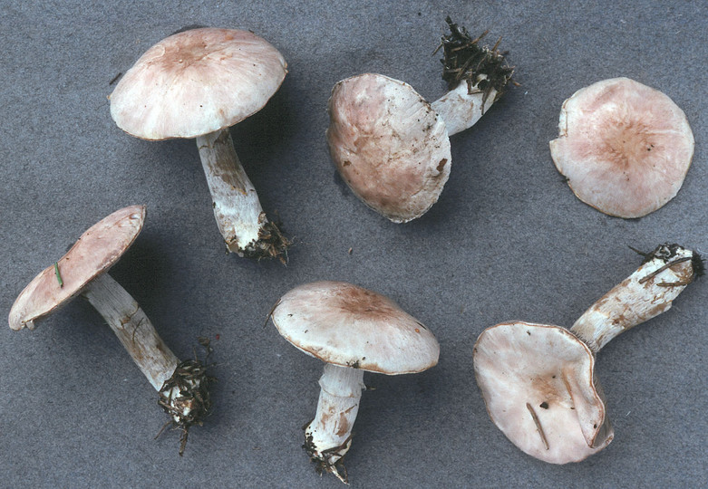 Agaricus semotus