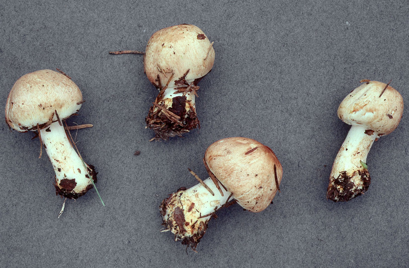 Agaricus xantholepis