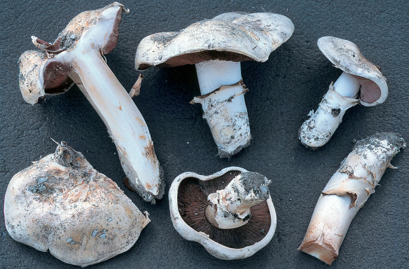 Agaricus bitorquis