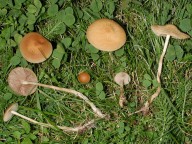 Agrocybe arvalis