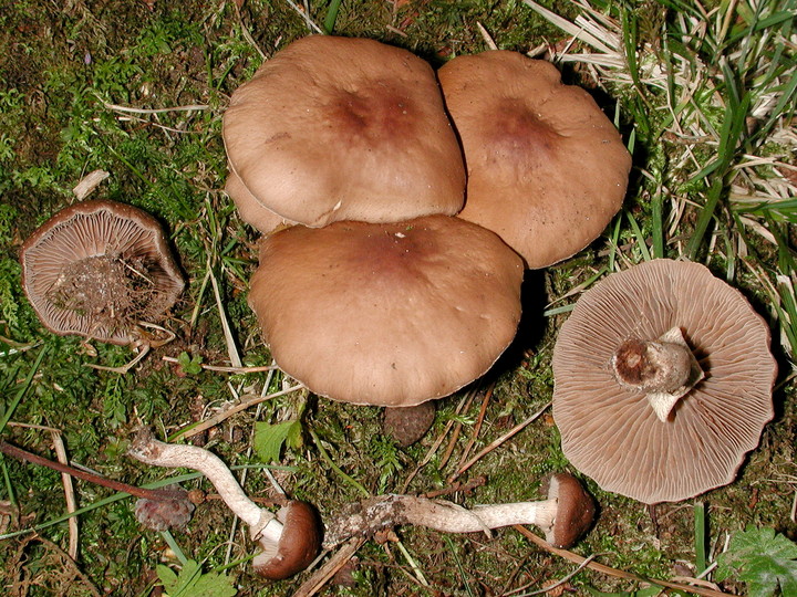 Agrocybe erebia