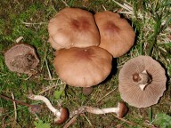 Agrocybe erebia