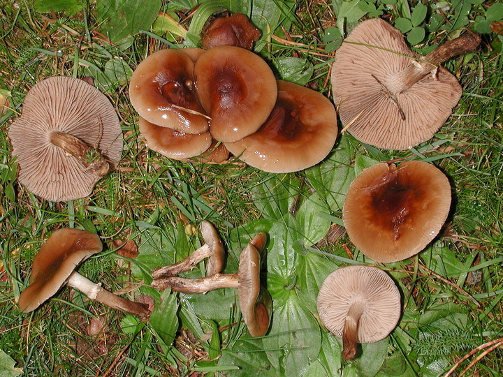 Agrocybe erebia