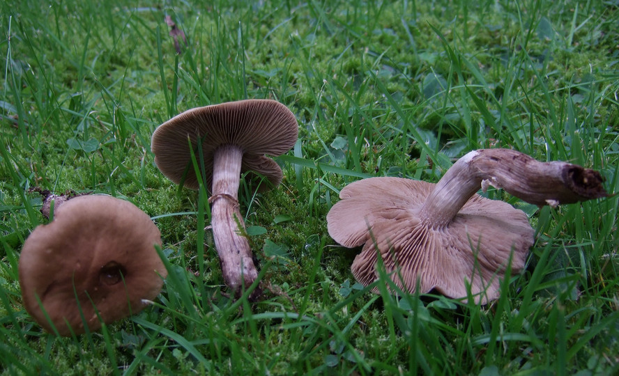 Agrocybe erebia