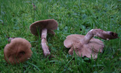 Agrocybe erebia