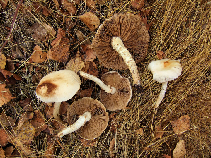 Agrocybe cylindrica