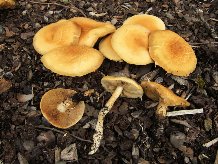 Agrocybe praecox