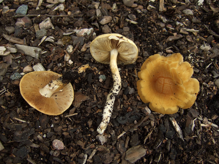 Agrocybe praecox