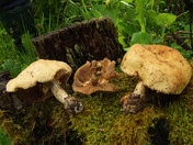 Agrocybe cylindrica