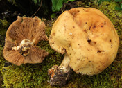 Agrocybe cylindrica