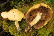 Agrocybe cylindrica