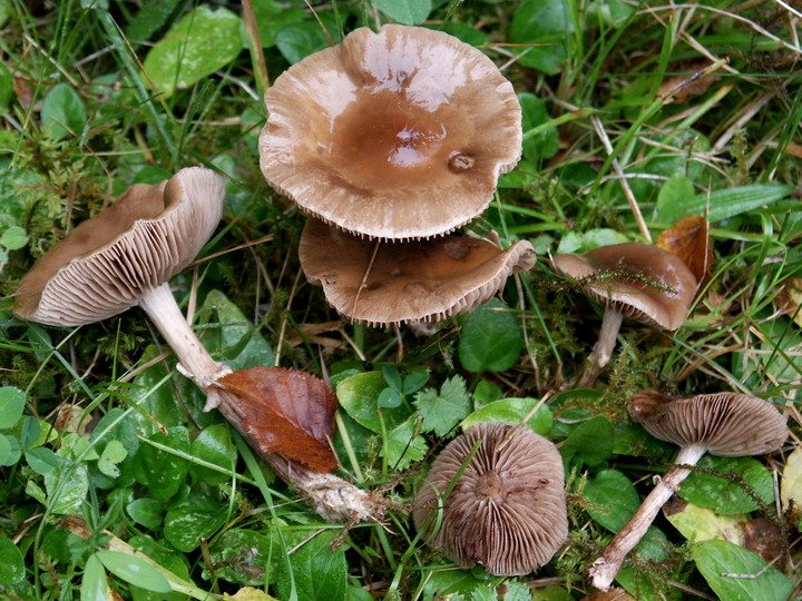 Agrocybe erebia