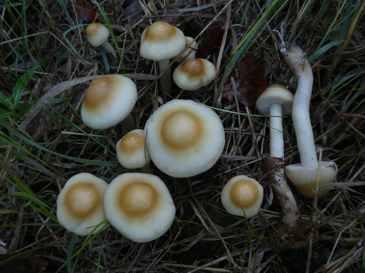 Agrocybe praecox