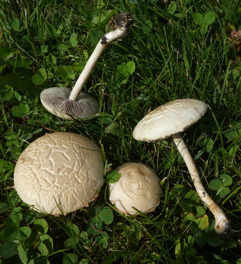 Agrocybe molesta