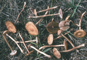 Agrocybe elatella