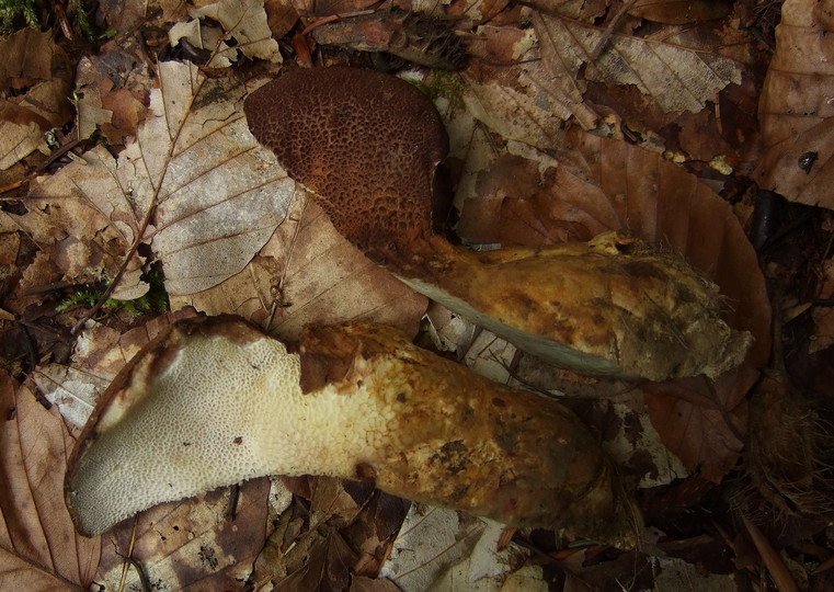 Albatrellus pes-caprae