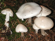 Amanita virosa