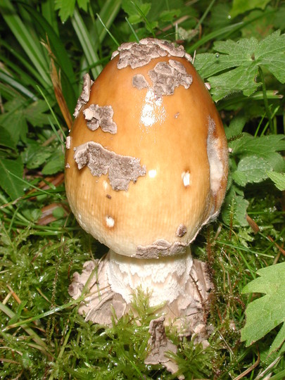 Amanita ceciliae