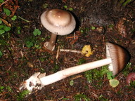 Amanita battarae