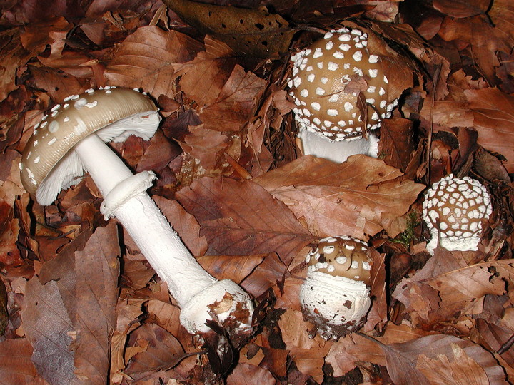 Amanita pantherina