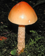 Amanita crocea