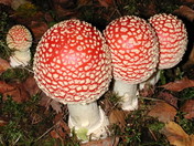 Amanita muscaria