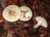 Amanita citrina