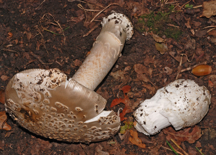 Amanita lividopallescens cfr