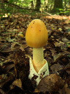 Amanita crocea