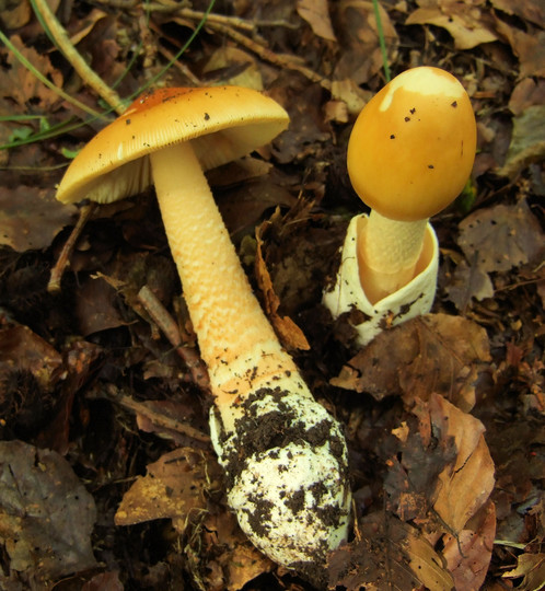 Amanita crocea