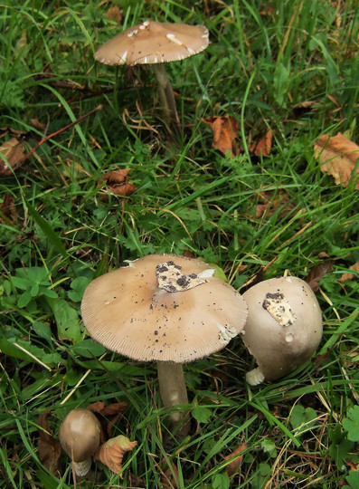 Amanita lividopallescens cfr