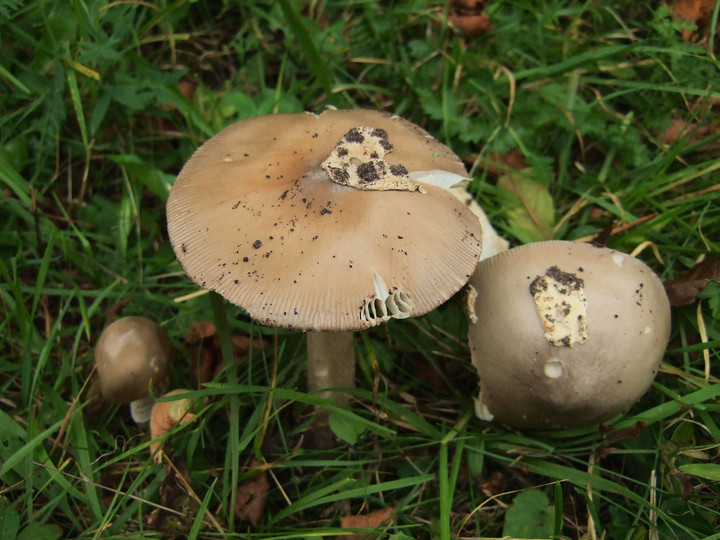 Amanita lividopallescens cfr