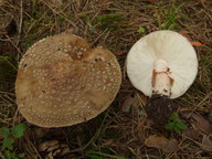 Amanita rubescens