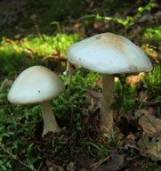 Amanita virosa