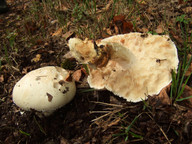 Amanita ovoidea