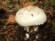 Amanita ovoidea