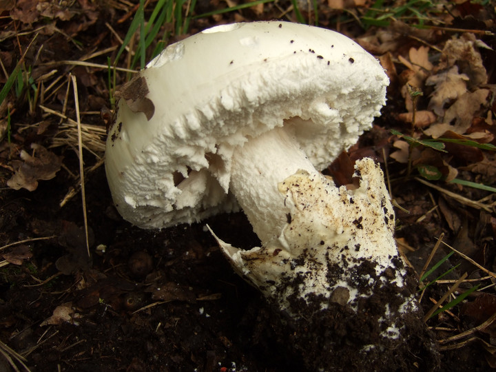 Amanita ovoidea