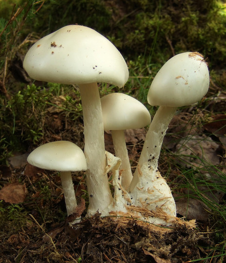 Amanita virosa