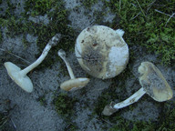 Amanita gemmata