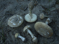 Amanita gemmata