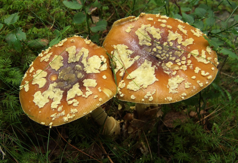 Amanita muscaria var. regalis