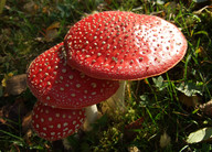 Amanita muscaria