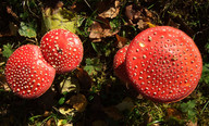 Amanita muscaria