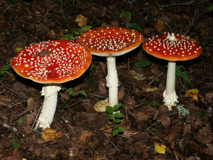 Amanita muscaria