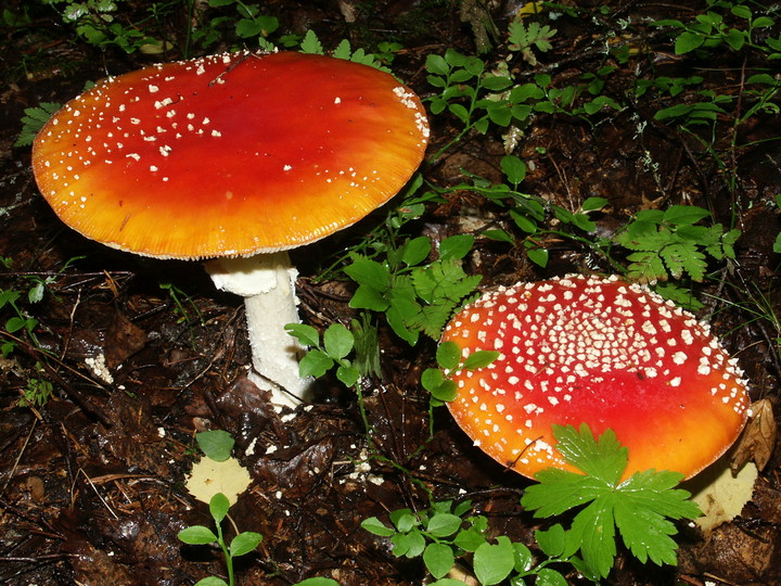 Amanita muscaria